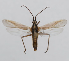 Udspilet individ