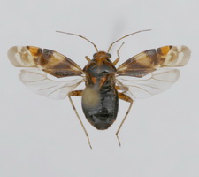 Udspilet individ (typisk form)