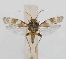 Udspilet individ (farvevariant)