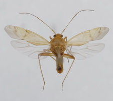 Udspilet individ