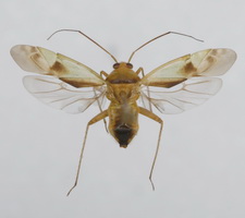Udspilet individ
