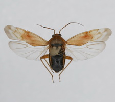 Udspilet individ