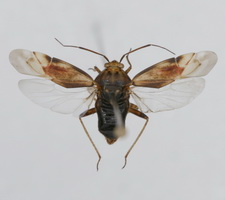 Udspilet individ (farvevariant 1)