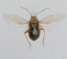 Udspilet dyr (farvevariant 2)