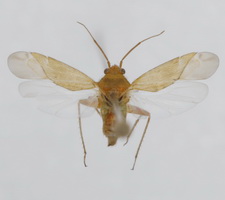 Udspilet individ