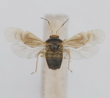 Udspilet individ