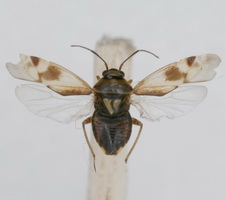 Udspilet individ