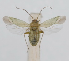 Udspilet individ