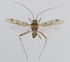 Udspilet individ