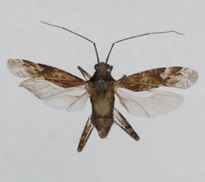 Udspilet individ