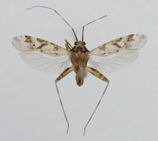 Udspilet individ