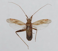 Udspilet individ