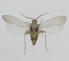 Udspilet individ