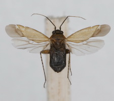 Udspilet individ