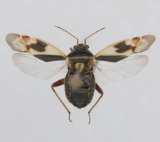 Udspilet individ